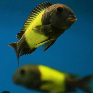 İkola Kaiser F0 yavruları 3.5-4 cm - Video açıklama kısmında