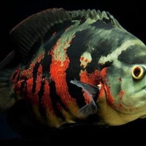 Astranot 6 cm - Video açıklama kısmında