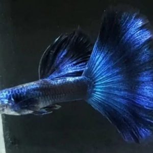 Electrik Blue Moscow Lepistes