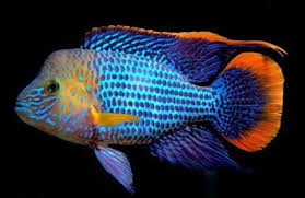 Green terör 5 cm yavrular - Video açıklama kısmında