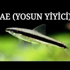 Sae (Yosun yiyici) 6 cm - Video açıklama kısmında